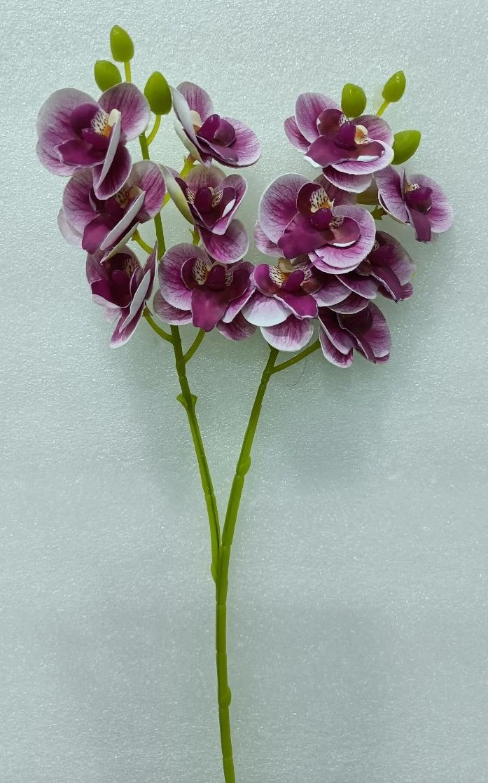 Pheno Orchid Mini Stick